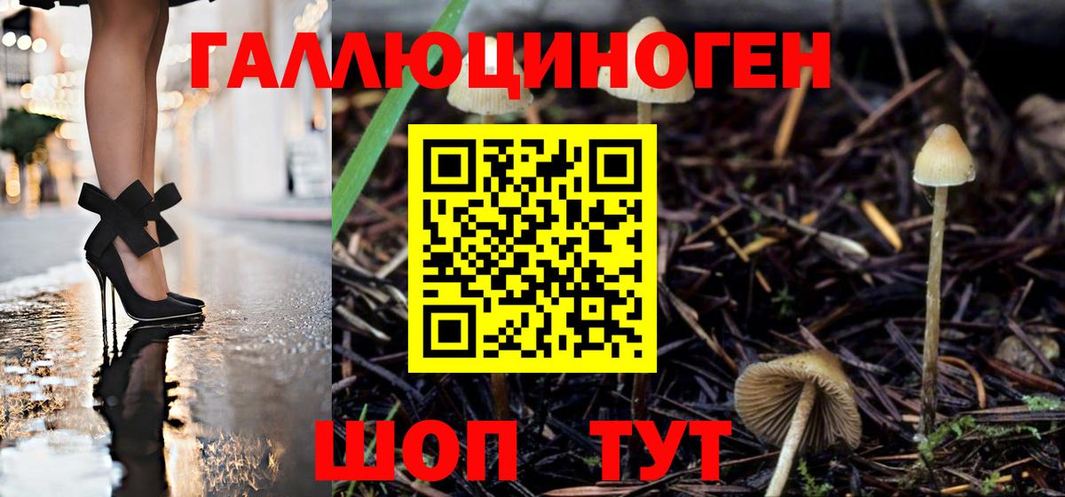 Галлюциногенные грибы Cubensis Кашира